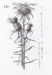 Скачать Мальчик и фея бесплатно