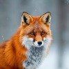 Алёна Воробьёва