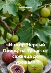 Скачать Инжир 'Чёрный Принц' на Урале: от саженца до урожая бесплатно